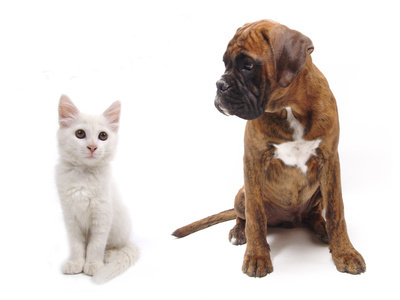 ANALYSE: Ursachenforschung KLEINTIER (Hund, Katze)